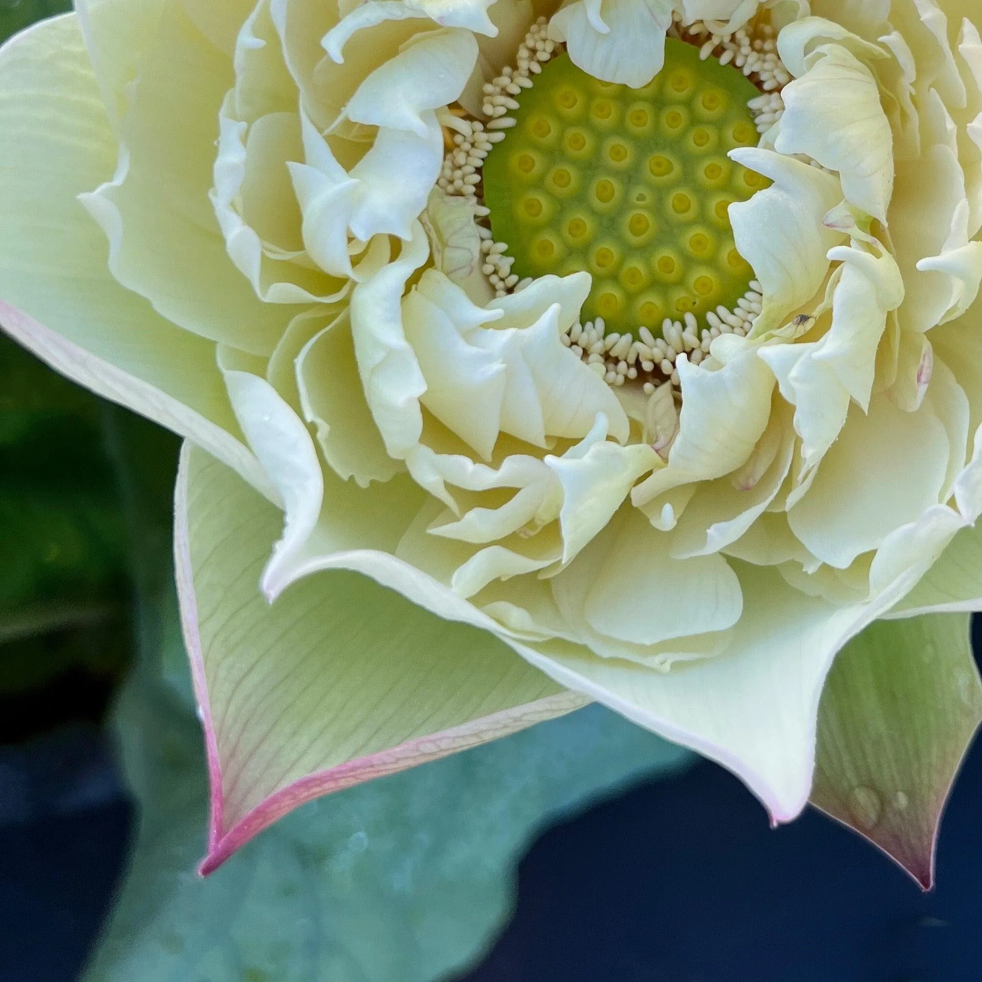 2024 Vermilion Inlaid Gold Lamp- Like Velvet Lotus (Bare Root)