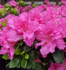 Azalea Petticoat 1g