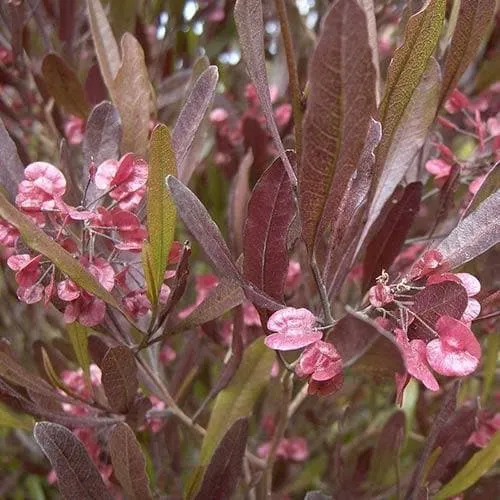 Dodonaea viscosa Purpurea