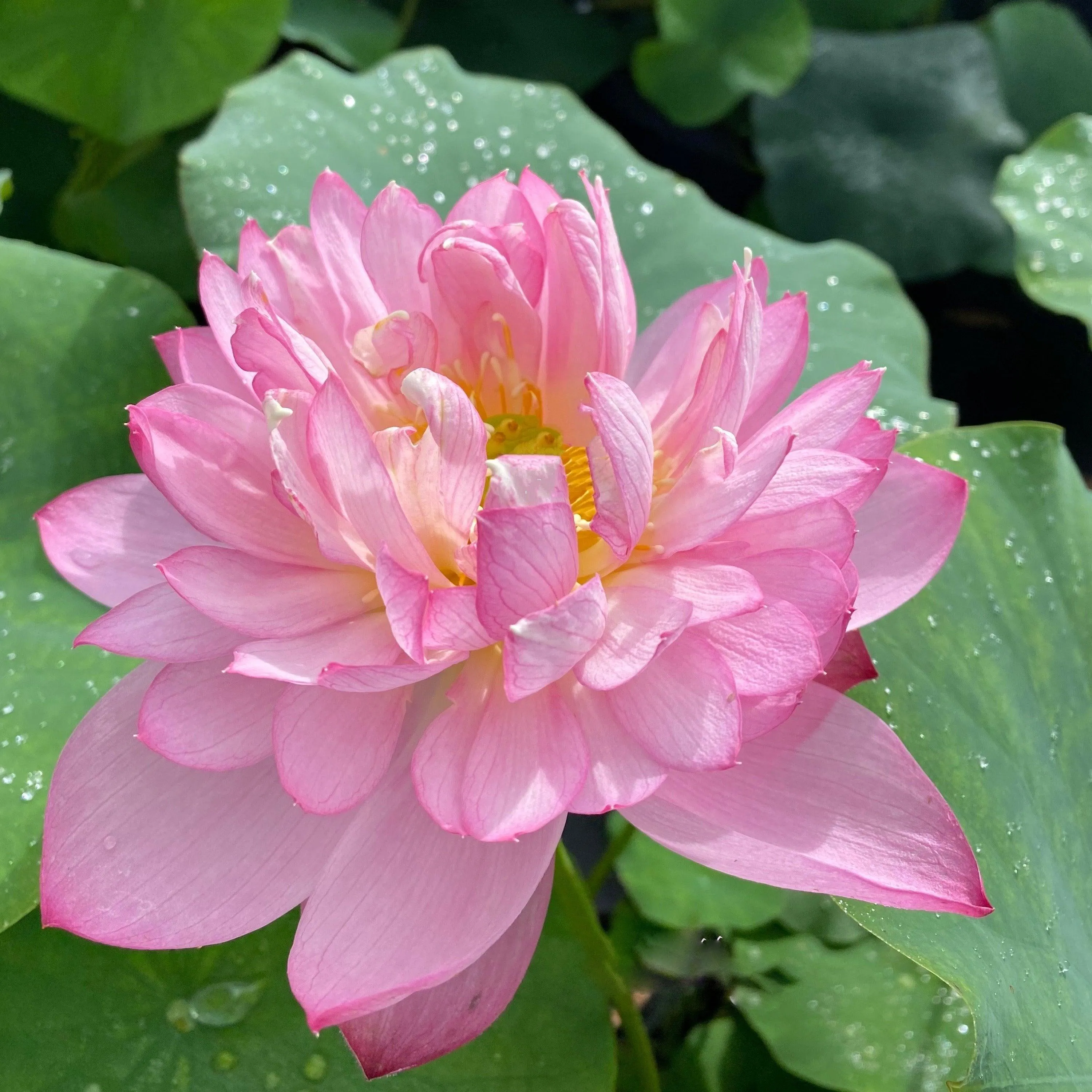 Elite Red - Sweet Flowers Lotus (Bare Root)