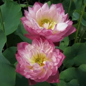 Elite Red - Sweet Flowers Lotus (Bare Root)