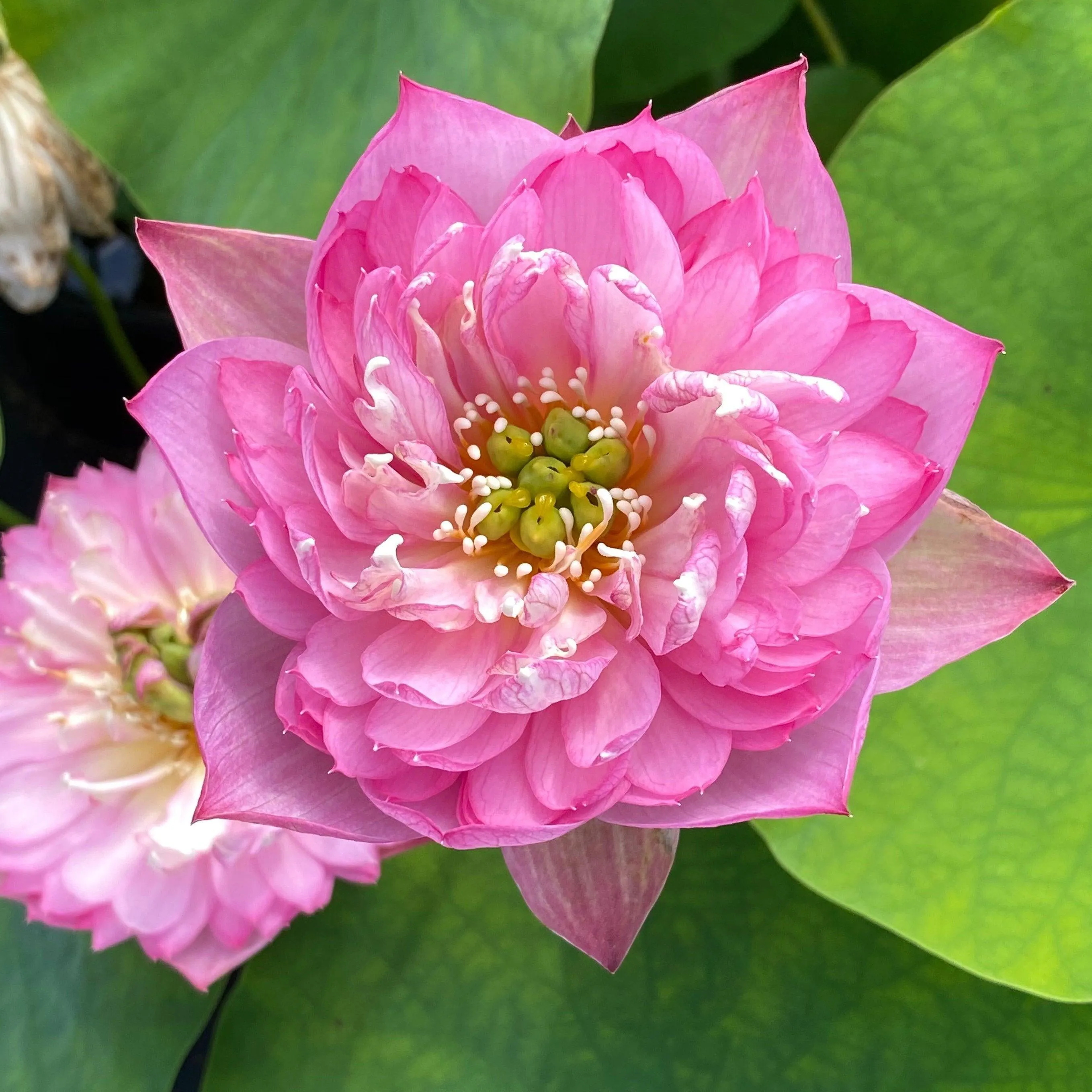 Elite Red - Sweet Flowers Lotus (Bare Root)