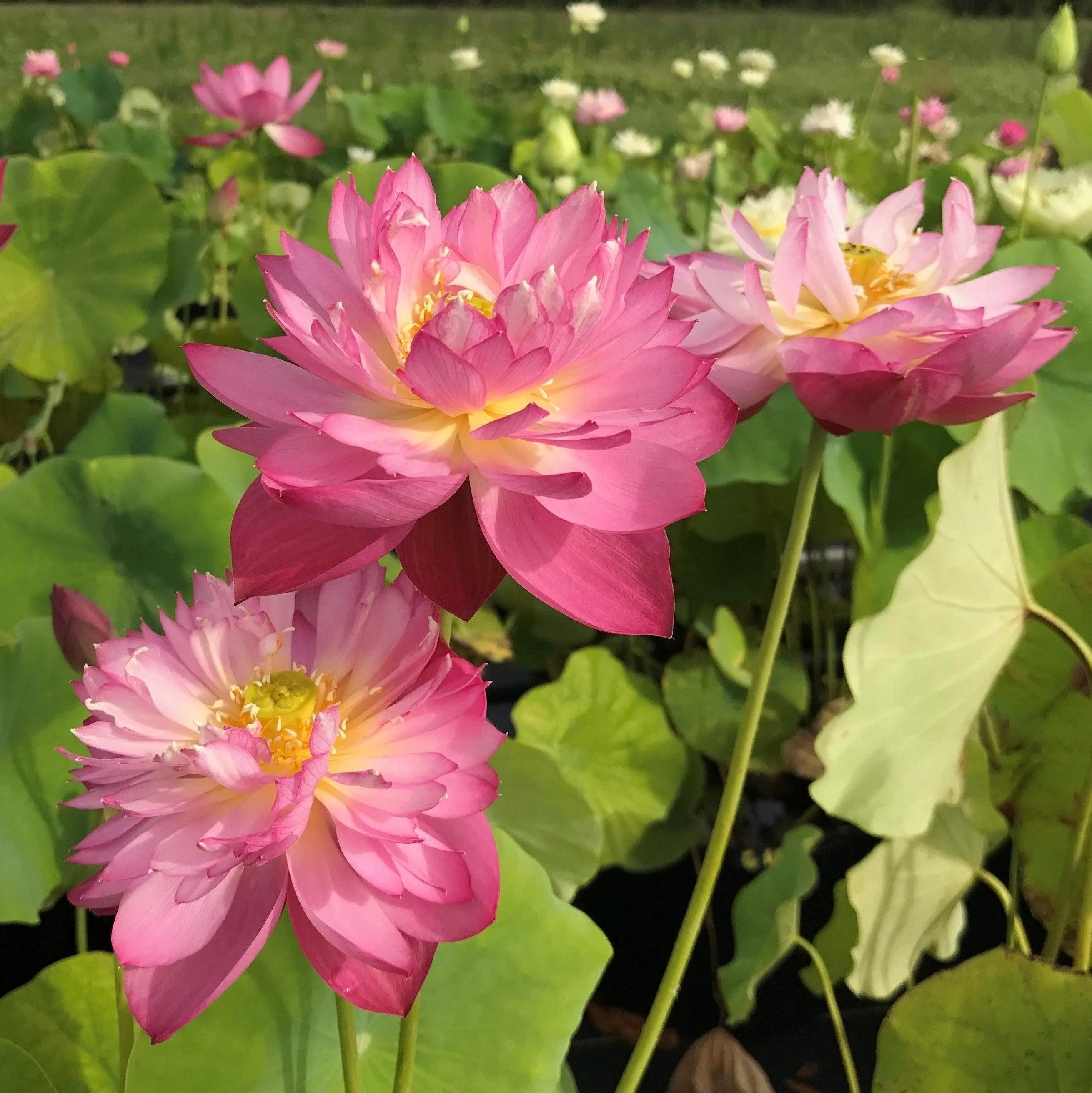 Elite Red - Sweet Flowers Lotus (Bare Root)