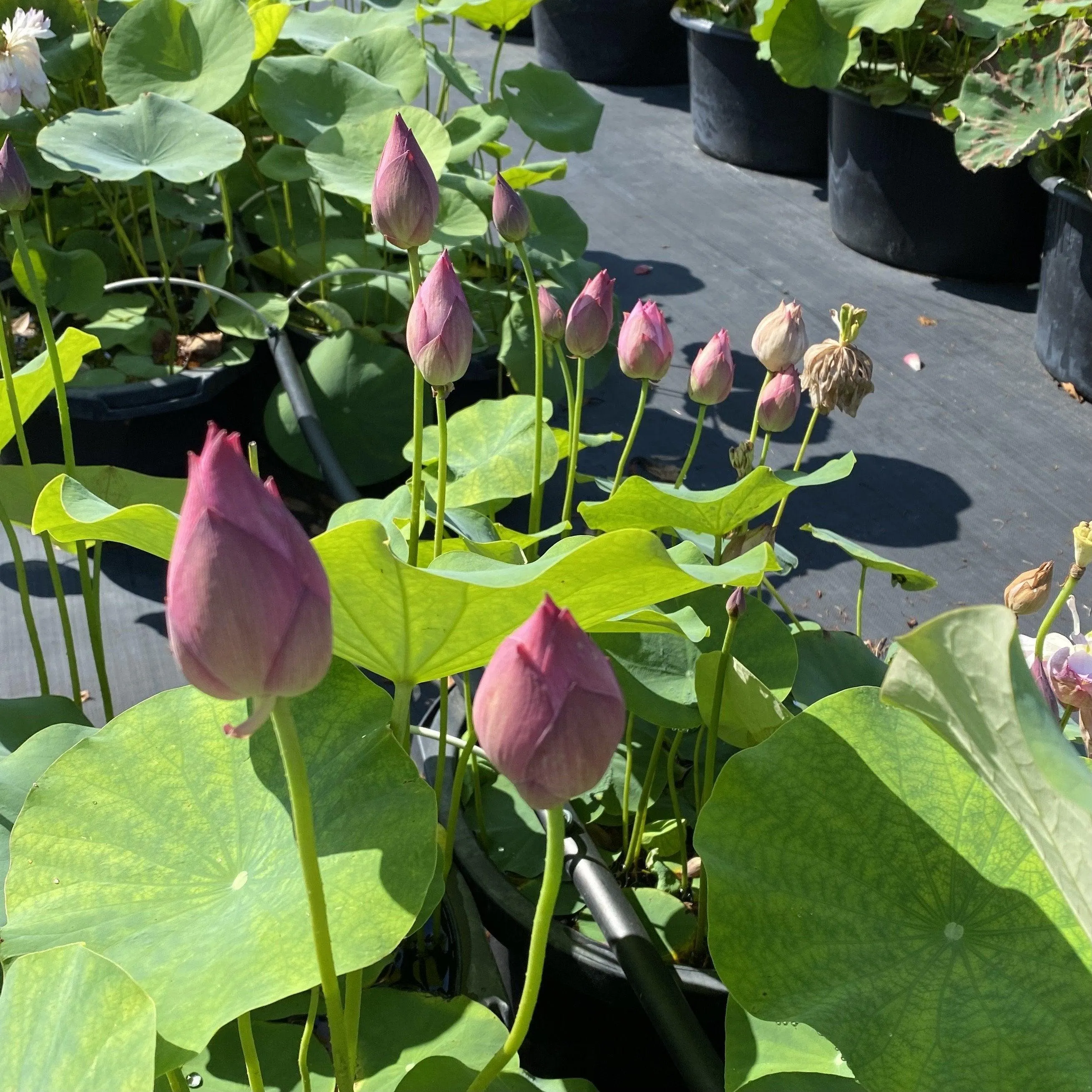 Elite Red - Sweet Flowers Lotus (Bare Root)