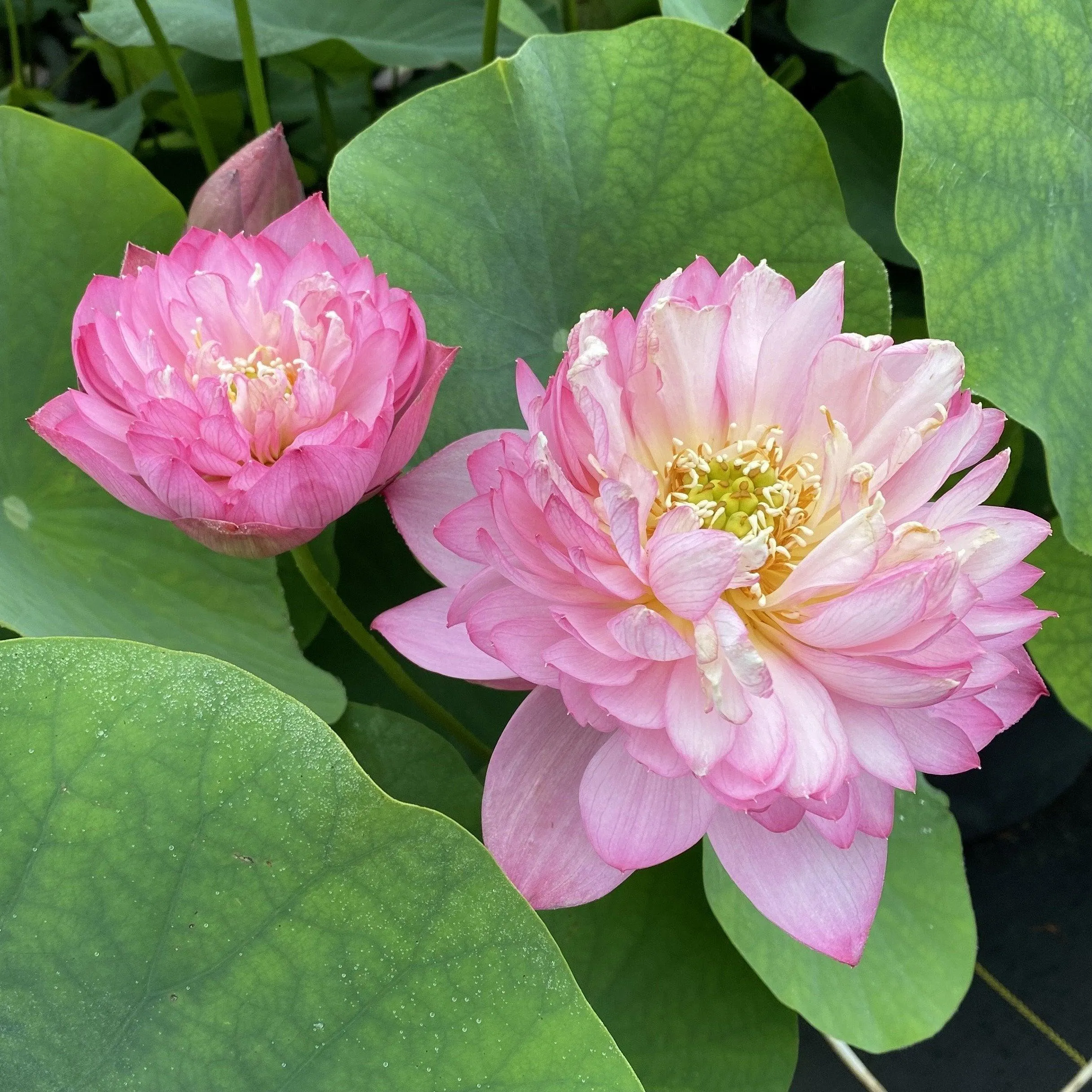 Elite Red - Sweet Flowers Lotus (Bare Root)