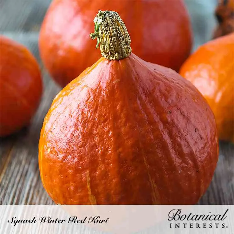 Red Kuri Winter Squash Seeds